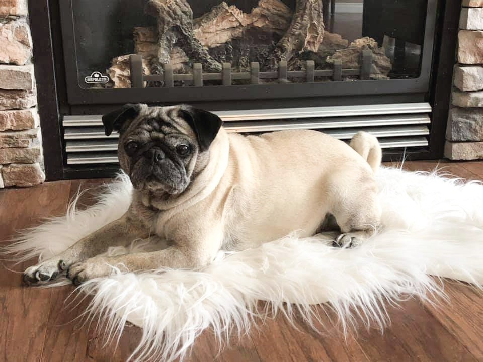 Pet Services Saskatchewan
