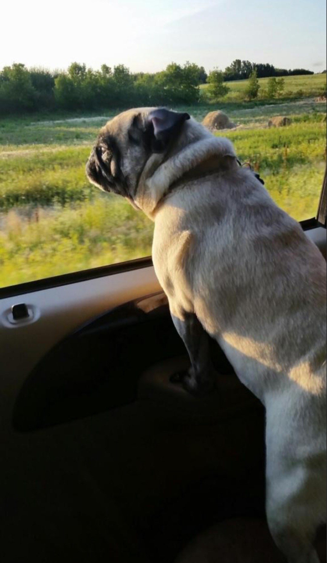Pet Crematorium Saskatchewan
